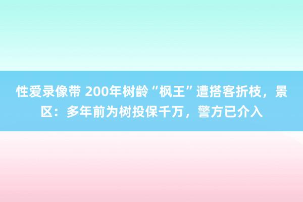 性爱录像带 200年树龄“枫王”遭搭客折枝，景区：多年前为树投保千万，警方已介入