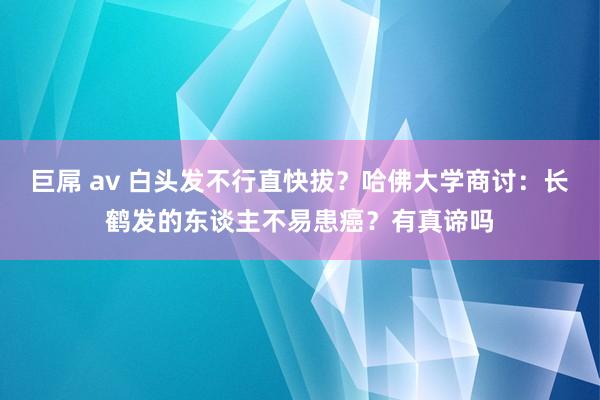 巨屌 av 白头发不行直快拔？哈佛大学商讨：长鹤发的东谈主不易患癌？有真谛吗